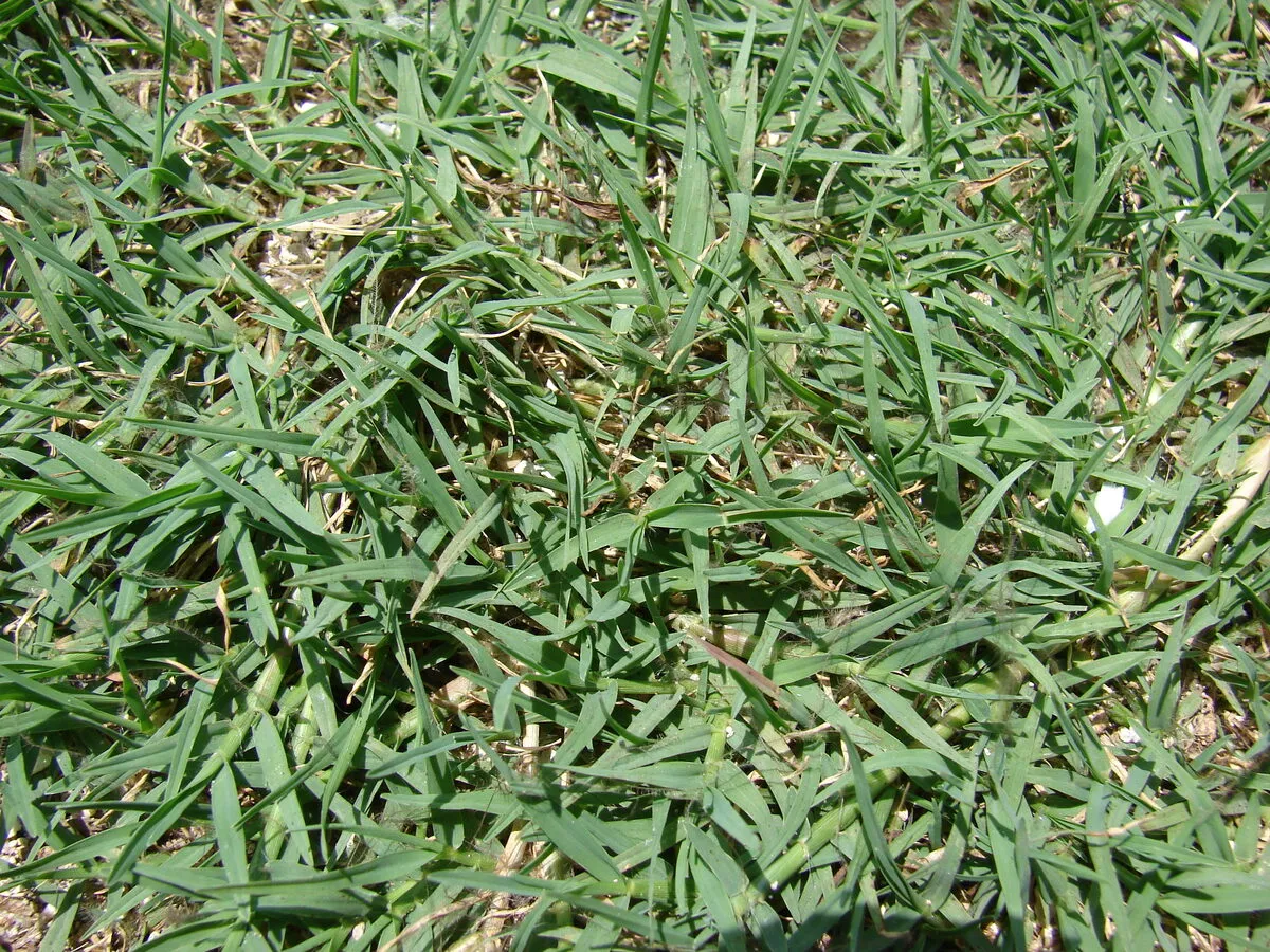 Close-up of Bermuda grass: fine, narrow, sharply pointed blades forming a dense low turf.