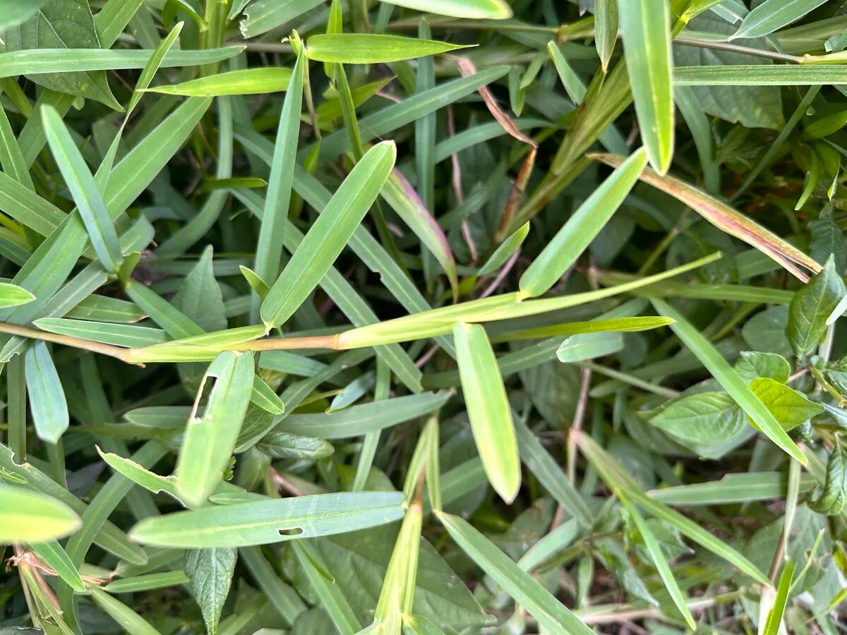 Close-up of St. Augustine grass: broad, flat blades with blunt, rounded boat-shaped tips.
