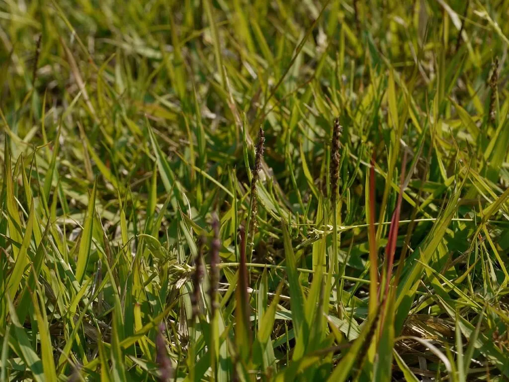 Close-up of Zoysia grass: fine-to-medium, stiff, upright pointed blades forming a dense stand.