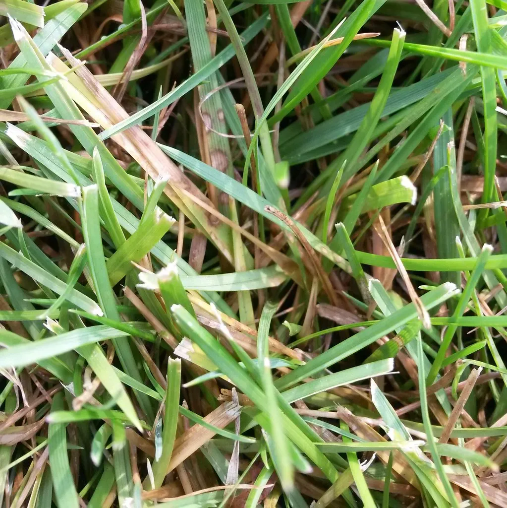 Close-up of St. Augustine turf showing brown patch fungal disease, with tan and bleached diseased blades mixed through otherwise green grass.