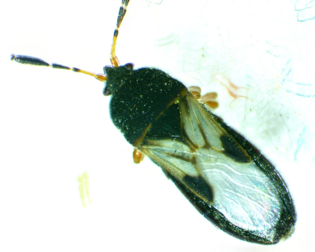 Close-up of an adult chinch bug at high magnification: a shiny black body, white wings with a dark X-shaped marking, and black-and-orange banded antennae. Close-up of an adult chinch bug at high magnification: a shiny black body, white wings with a dark X-shaped marking, and black-and-orange banded antennae.