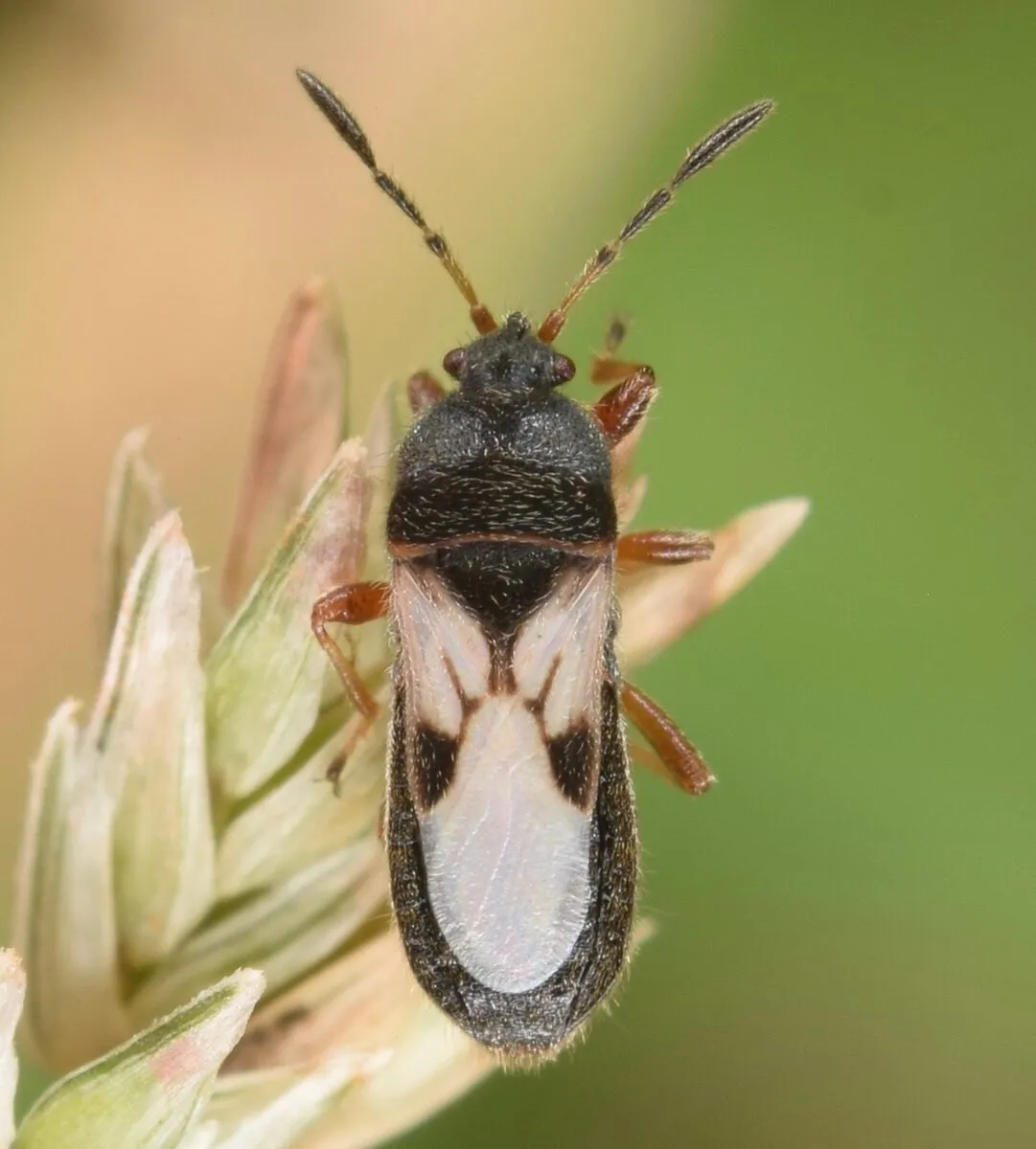 An adult chinch bug on a grass seedhead, showing the black body, reddish legs, and white wings with the dark hourglass marking against green grass.