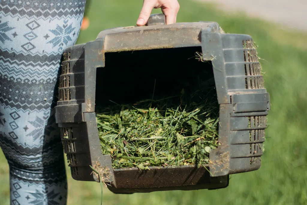 A homeowner carrying a lawn mower grass catcher full of fresh clippings across a green yard