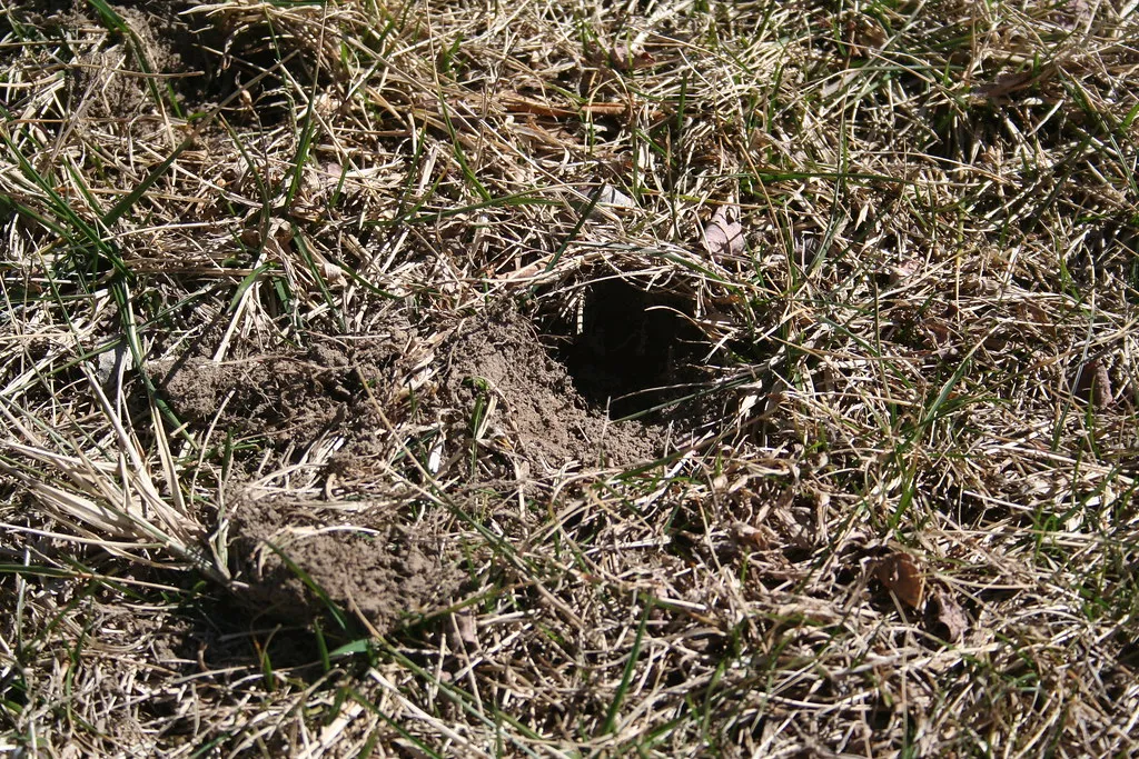 A patch of home lawn torn up and dug open, with loose soil and uprooted grass, the kind of damage left when animals dig for grubs.