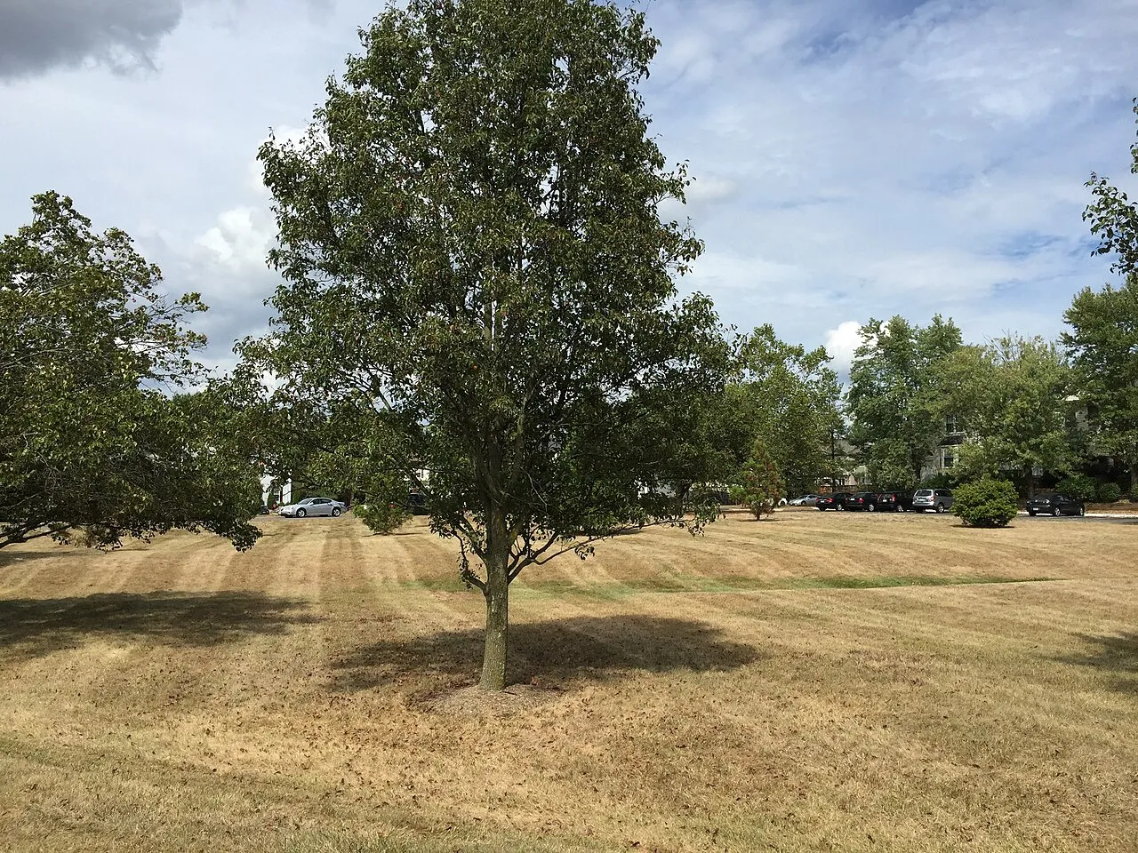 A wide residential lawn turned brown and dried out during drought, with green trees and houses in the background.