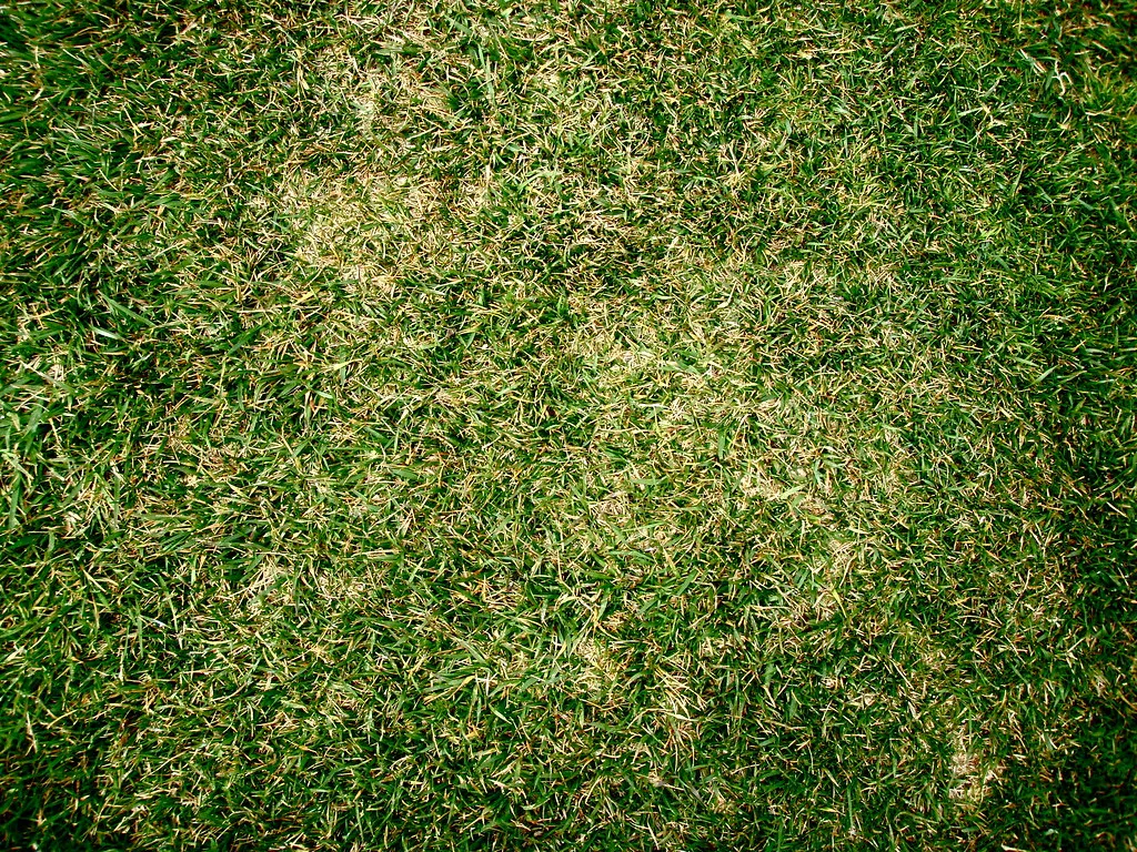 A close, top-down view of healthy green lawn turf