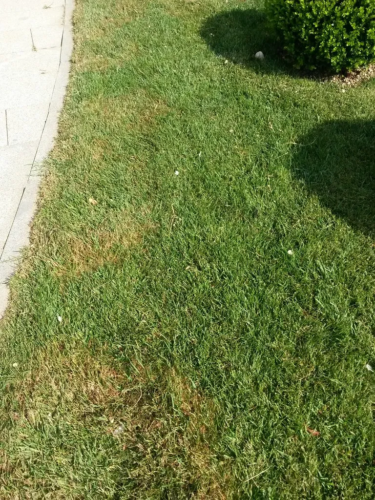 St. Augustine turfgrass showing fungal disease damage: irregular bleached and tan patches of dead leaf blades among green grass.