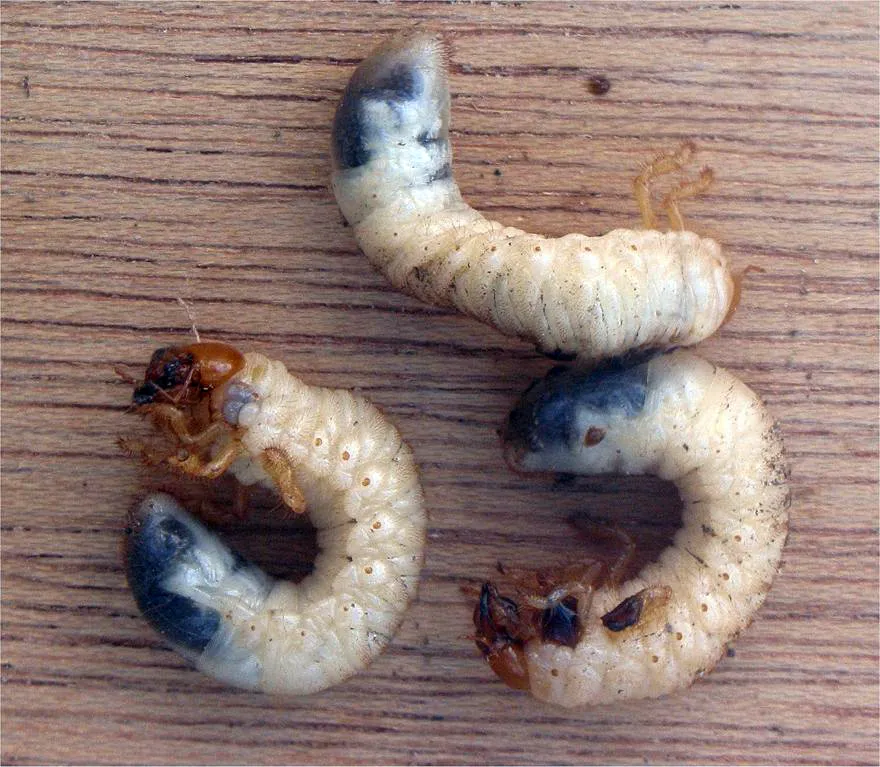 Three white C-shaped grub larvae with tan-brown heads, curled in the classic grub posture against a wood surface.